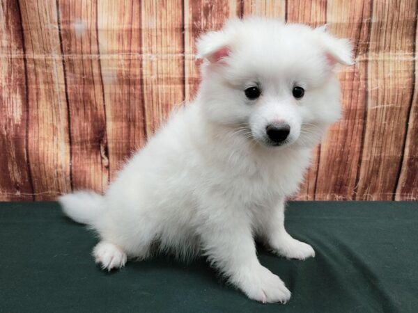 American Eskimo Dog-DOG-Male-White-23643-Petland Scottsdale, Arizona