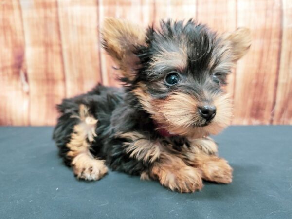 Yorkshire Terrier-DOG-Female-Black / Tan-23642-Petland Scottsdale, Arizona