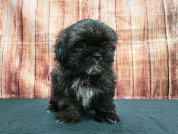Shih Tzu-DOG-Male-Brindle-23640-Petland Scottsdale, Arizona