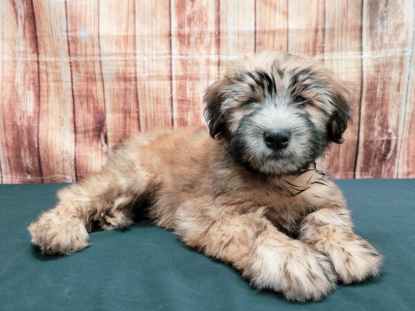 Soft Coated Wheaten Terrier-DOG-Female-Wheaten-23641-Petland Scottsdale, Arizona
