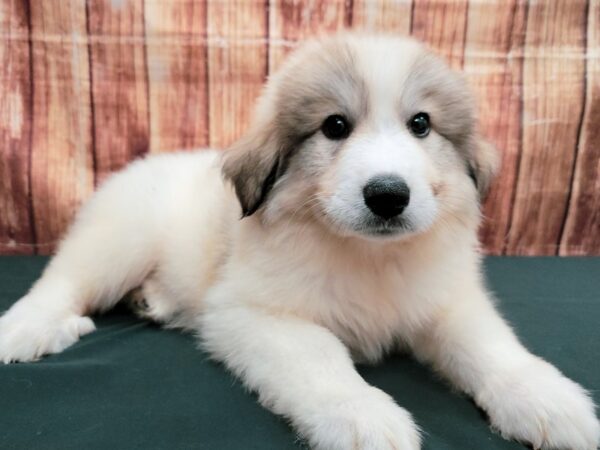 Great Pyrenees-DOG-Female-White-23633-Petland Scottsdale, Arizona