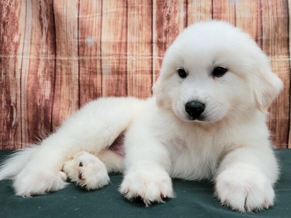 Great Pyrenees-DOG-Male-White-23634-Petland Scottsdale, Arizona