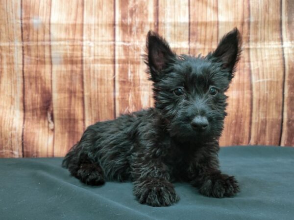 Scottish Terrier-DOG-Female-Black-23638-Petland Scottsdale, Arizona