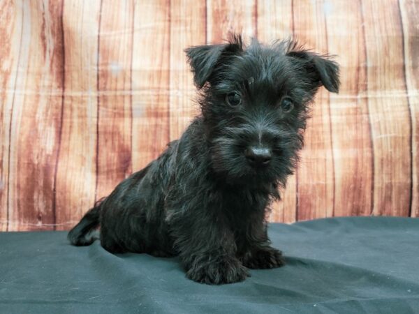 Scottish Terrier-DOG-Male-Black-23639-Petland Scottsdale, Arizona