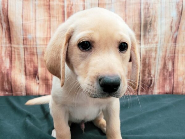 Labrador Retriever-DOG-Male-Yellow-23636-Petland Scottsdale, Arizona