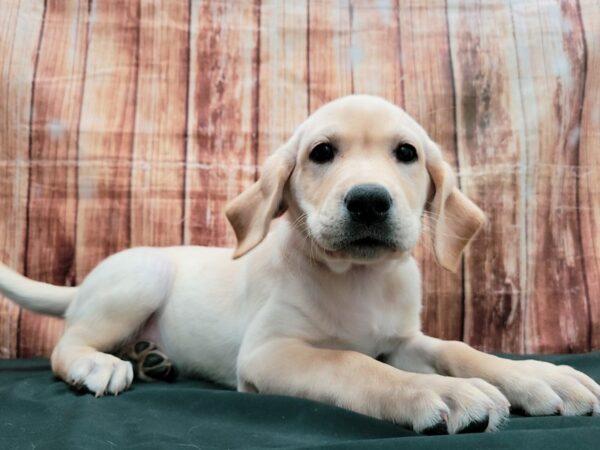 Labrador Retriever-DOG-Female-Yellow-23635-Petland Scottsdale, Arizona