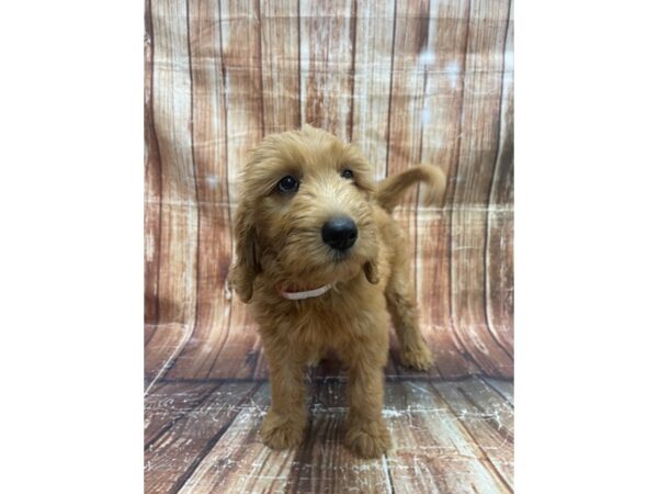 F1B Goldendoodle-DOG-Female-Golden-23654-Petland Scottsdale, Arizona