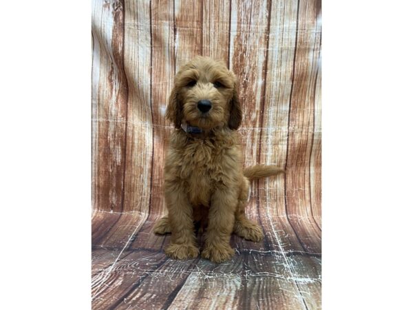 F1B Goldendoodle-DOG-Male-Golden-23651-Petland Scottsdale, Arizona