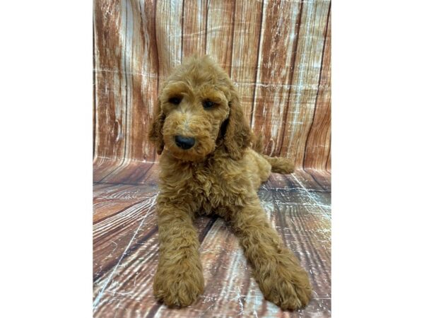 F1B Goldendoodle-DOG-Male-Golden-23649-Petland Scottsdale, Arizona