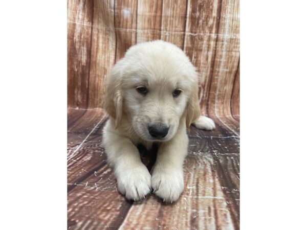 Golden Retriever-DOG-Male-Golden-23647-Petland Scottsdale, Arizona