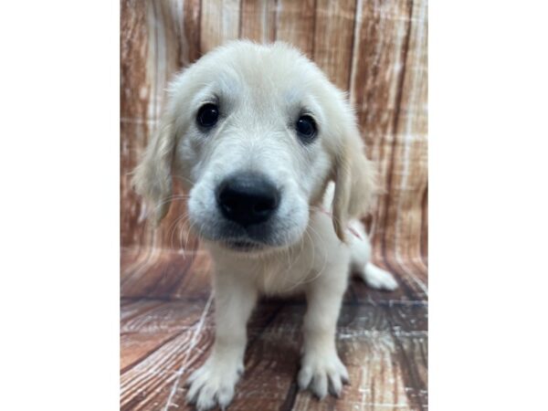 Golden Retriever-DOG-Female-Golden-23648-Petland Scottsdale, Arizona