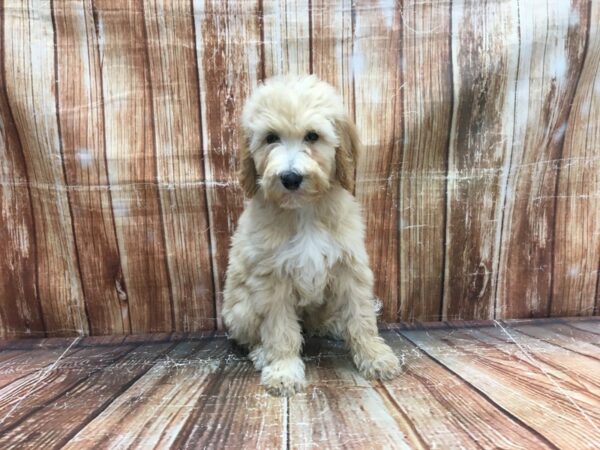 F1B Goldendoodle-DOG-Female-Golden-23622-Petland Scottsdale, Arizona
