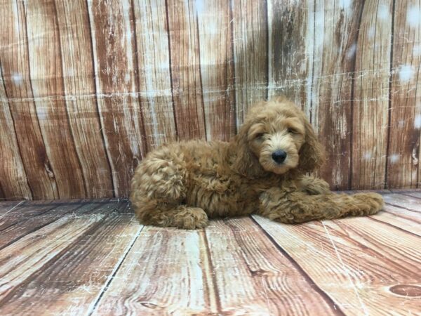 F1B Goldendoodle-DOG-Male-Golden-23650-Petland Scottsdale, Arizona