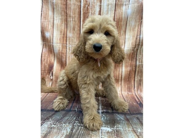 F1B Goldendoodle-DOG-Female-Golden-23652-Petland Scottsdale, Arizona