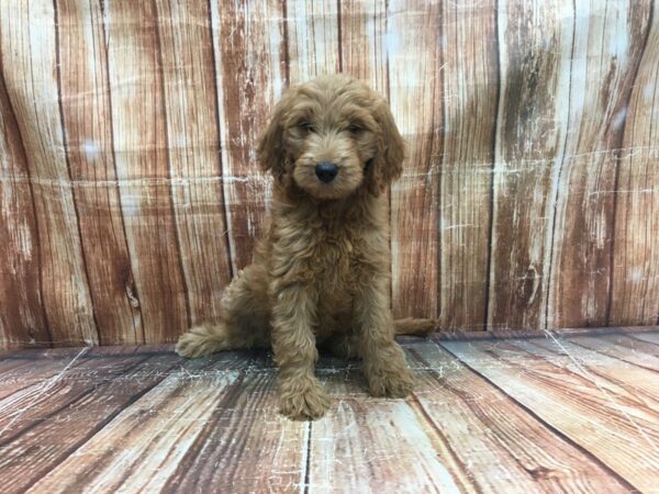F1B Goldendoodle-DOG-Female-Golden-23653-Petland Scottsdale, Arizona
