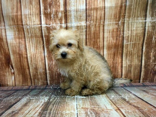 Cairn Terrier/Poodle-DOG-Male-Wheaten-23655-Petland Scottsdale, Arizona