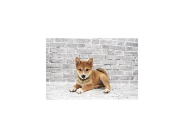 Shiba Inu-DOG-Male-Red Sesame-23658-Petland Scottsdale, Arizona