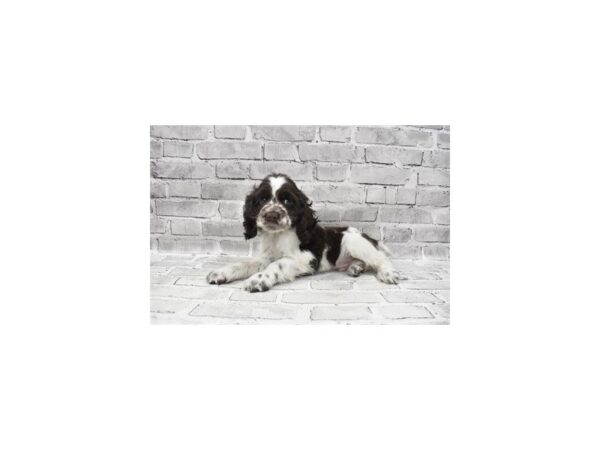 Cocker Spaniel-DOG-Male-Brown and White-23660-Petland Scottsdale, Arizona
