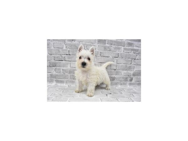 West Highland White Terrier-DOG-Female-White-23656-Petland Scottsdale, Arizona
