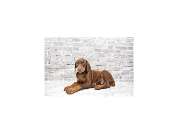 Doberman Pinscher-DOG-Male-Red-23661-Petland Scottsdale, Arizona