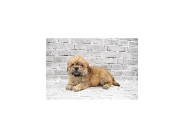Lhasa Apso-DOG-Female-Red Gold-23663-Petland Scottsdale, Arizona