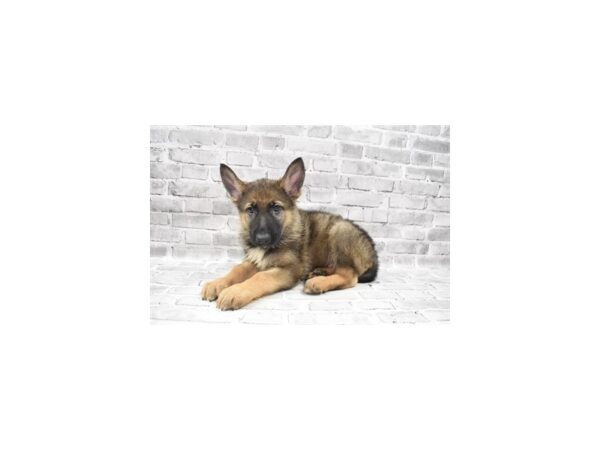 German Shepherd Dog-DOG-Male-Sable-23662-Petland Scottsdale, Arizona