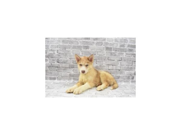 F1B Pomsky-DOG-Female-Merle-23657-Petland Scottsdale, Arizona