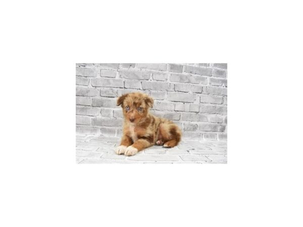 Australian Shepherd-DOG-Female-Red Merle-23659-Petland Scottsdale, Arizona