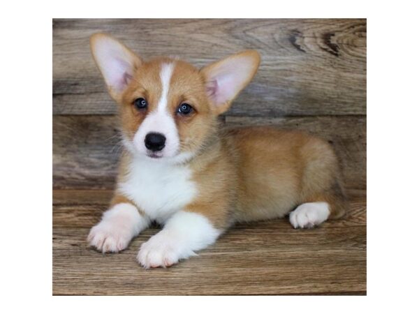 Pembroke Welsh Corgi-DOG-Male-Red / White-23665-Petland Scottsdale, Arizona