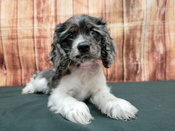 Cocker Spaniel-DOG-Female-Blue Roan-23664-Petland Scottsdale, Arizona