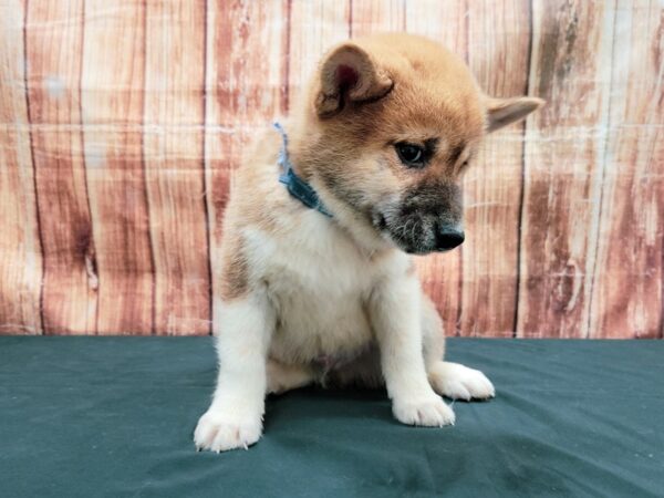 Shiba Inu-DOG-Male-Red Sesame-23666-Petland Scottsdale, Arizona