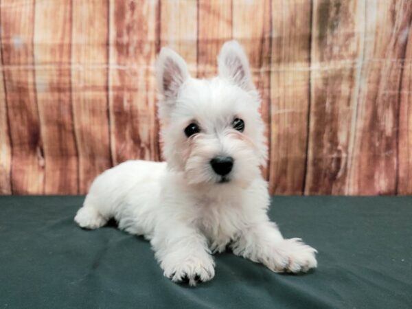 West Highland White Terrier-DOG-Female-White-23667-Petland Scottsdale, Arizona