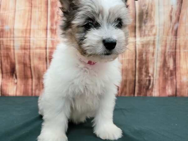 American Eskimo/Poodle-DOG-Female-White / Blue Merle-23668-Petland Scottsdale, Arizona