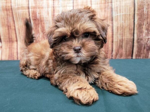 Poodle/Shih Tzu-DOG-Female-Chocolate Gold-23669-Petland Scottsdale, Arizona
