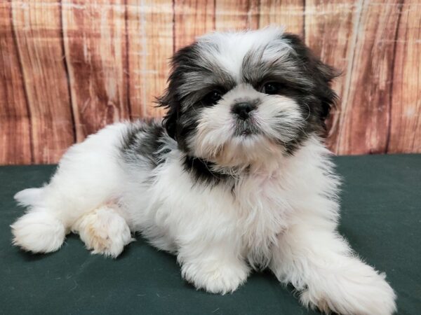 Pekingese/Shih Tzu-DOG-Female-White / Sable-23670-Petland Scottsdale, Arizona