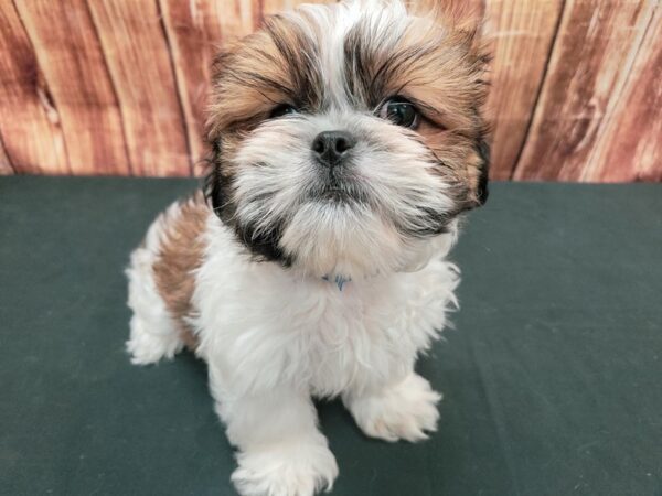 Pekingese/Shih Tzu-DOG-Male-White / Gold-23671-Petland Scottsdale, Arizona