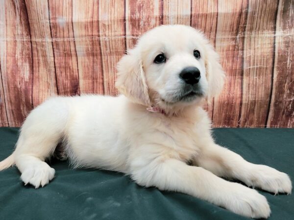 English Cream Golden Retriever-DOG-Female-Cream-23673-Petland Scottsdale, Arizona