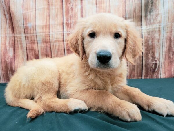 Golden Retriever-DOG-Female-Golden-23677-Petland Scottsdale, Arizona