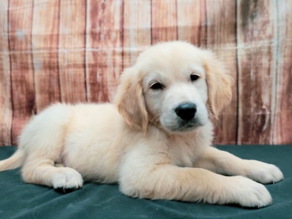 English Cream Golden Retriever-DOG-Male-Cream-23672-Petland Scottsdale, Arizona