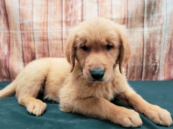 Golden Retriever-DOG-Male-Golden-23676-Petland Scottsdale, Arizona