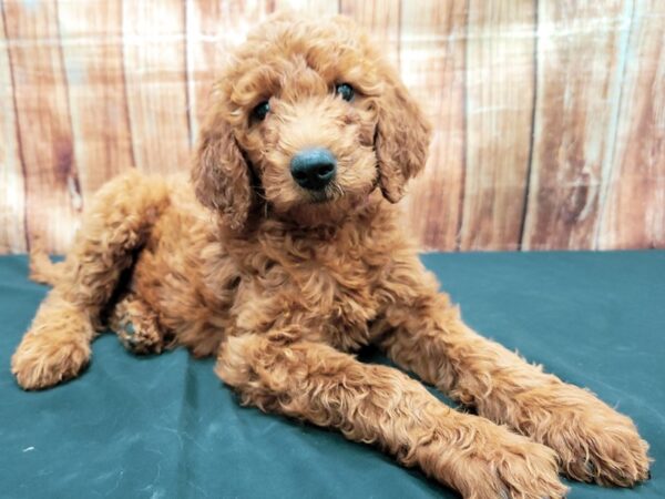 F1B Goldendoodle-DOG-Female-Golden-23675-Petland Scottsdale, Arizona