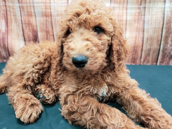 F1B Goldendoodle-DOG-Male-Golden-23674-Petland Scottsdale, Arizona