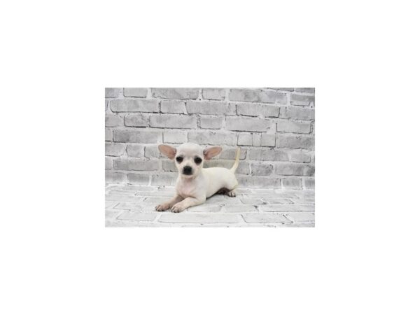 Chihuahua-DOG-Female-White-23678-Petland Scottsdale, Arizona