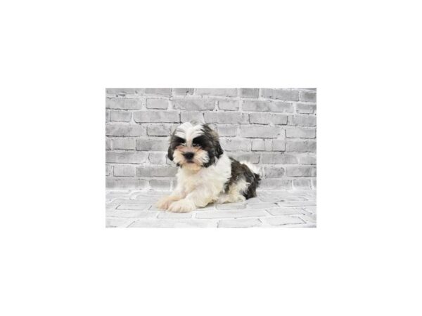 Shih Tzu-DOG-Female-Silver Gold and White-23679-Petland Scottsdale, Arizona