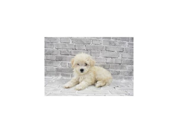 Maltese/Poodle-DOG-Female-White and Apricot-23680-Petland Scottsdale, Arizona