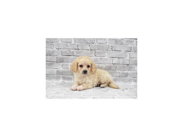 Poodle/Shih Tzu-DOG-Male-Apricot-23681-Petland Scottsdale, Arizona