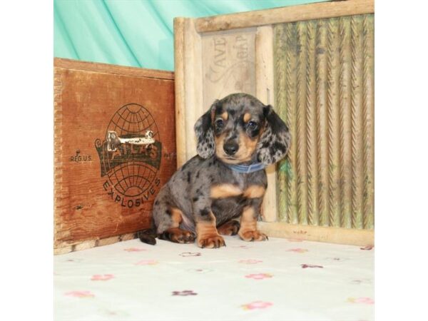 Dachshund-DOG-Male-Black / Tan-23699-Petland Scottsdale, Arizona