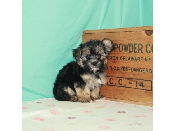 Maltese/Yorkshire Terrier-DOG-Male-Black / Tan-23700-Petland Scottsdale, Arizona