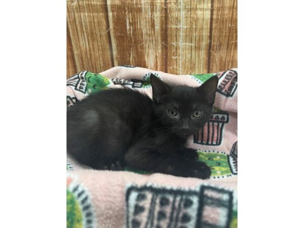 Domestic Cat-CAT-Male-Black-23698-Petland Scottsdale, Arizona