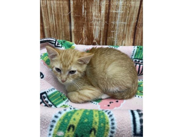Domestic Cat-CAT-Male-Gray-23687-Petland Scottsdale, Arizona